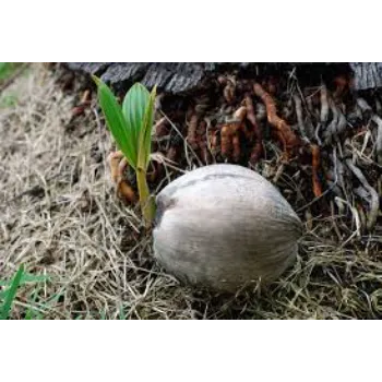 Iconic Coconut Plant